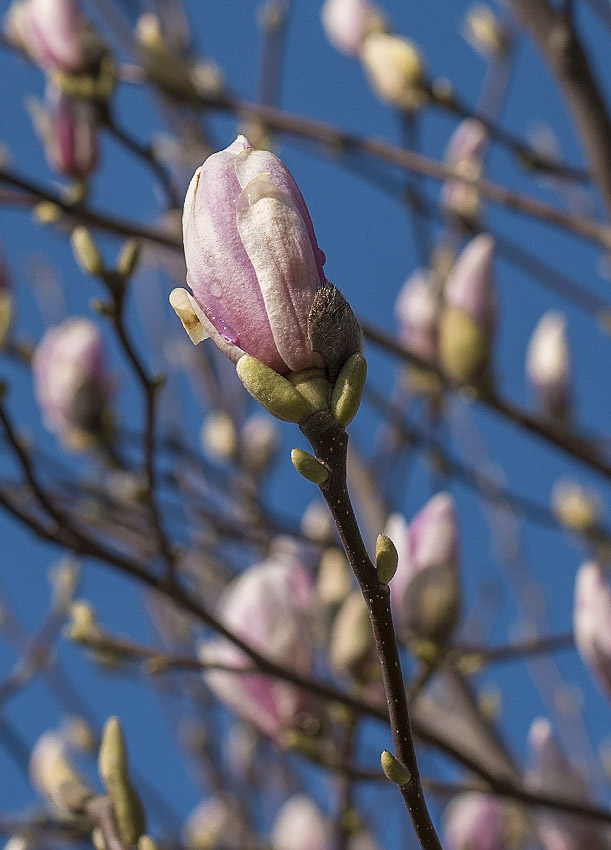 Tour Bodensee 03 - 2016_KA77729-1 Kopie.jpg - Erste Frühlingsboten